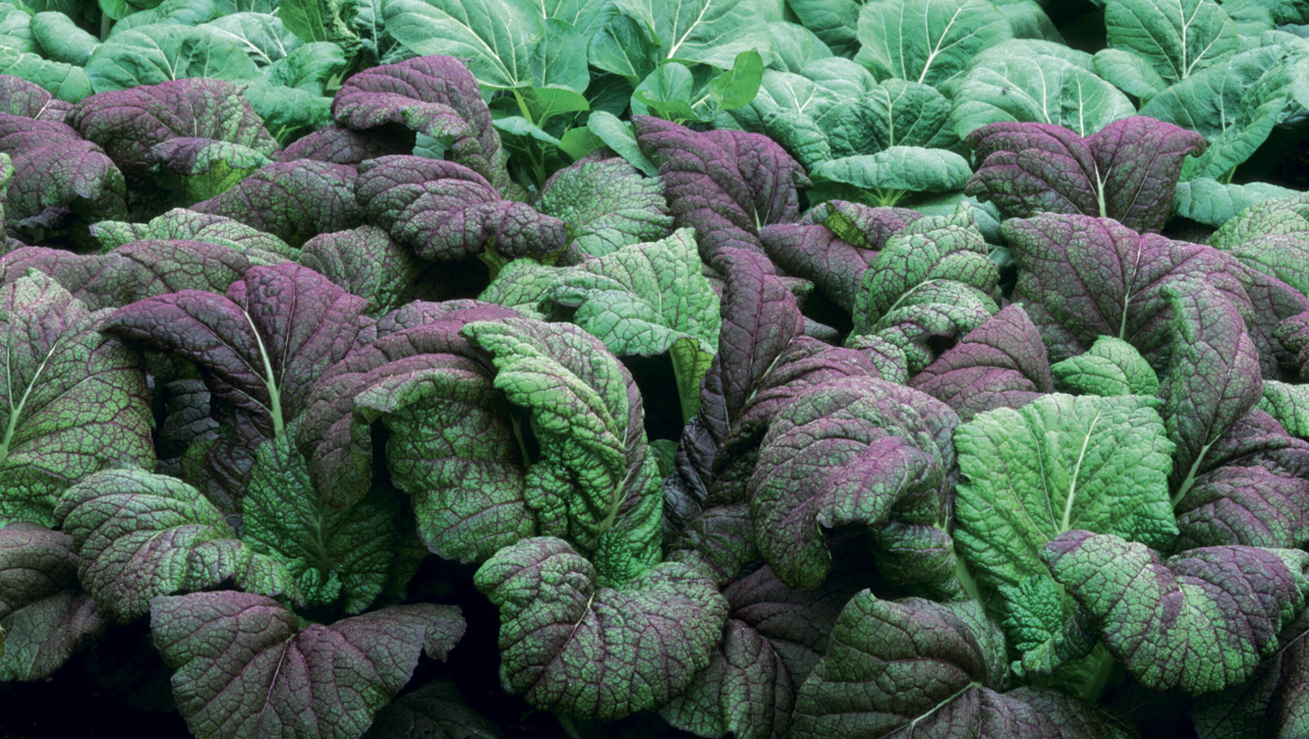 Giant Purple Mustard is an easy and quick-growing annual.